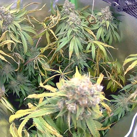 Tropicanna Banana growlog timeline photo