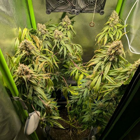 Tropicanna Banana growlog timeline photo