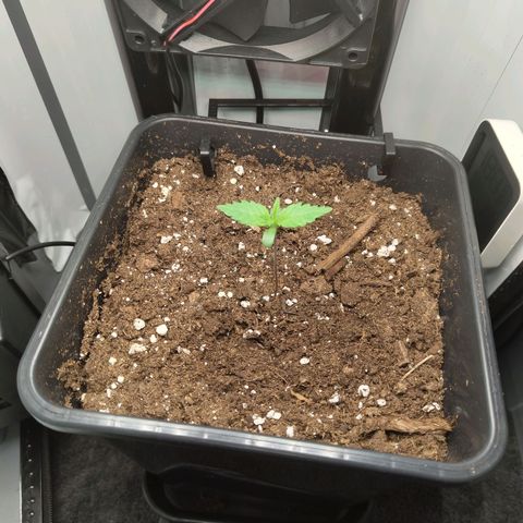Jamaican Dream growlog timeline photo