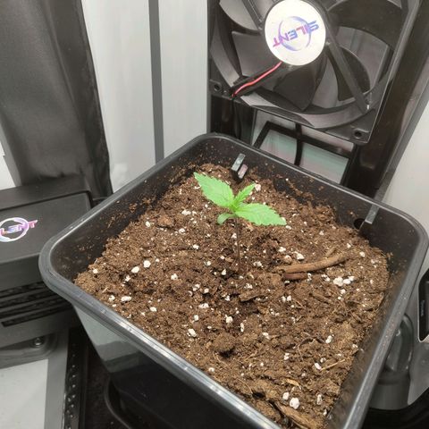 Jamaican Dream growlog timeline photo