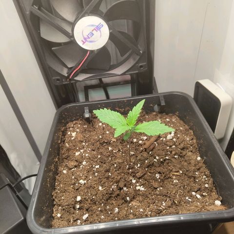 Jamaican Dream growlog timeline photo