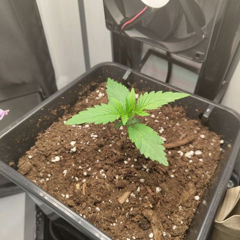 Jamaican Dream growlog timeline photo