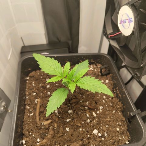Jamaican Dream growlog timeline photo