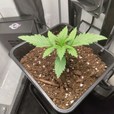 Jamaican Dream growlog timeline photo
