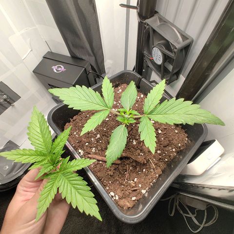 Jamaican Dream growlog timeline photo