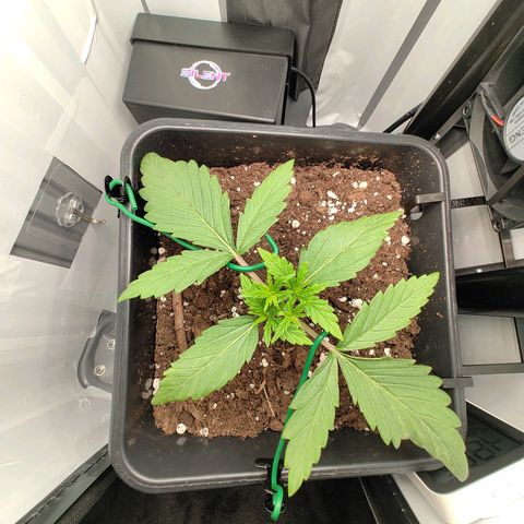 Jamaican Dream growlog timeline photo