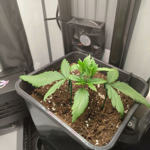 Jamaican Dream growlog timeline photo