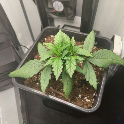 Jamaican Dream growlog timeline photo