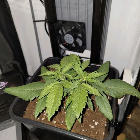 Jamaican Dream growlog timeline photo
