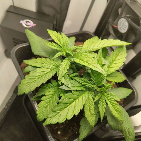 Jamaican Dream growlog timeline photo