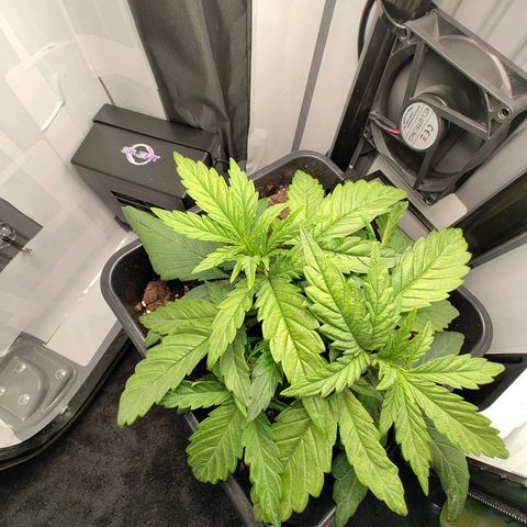 Jamaican Dream growlog timeline photo