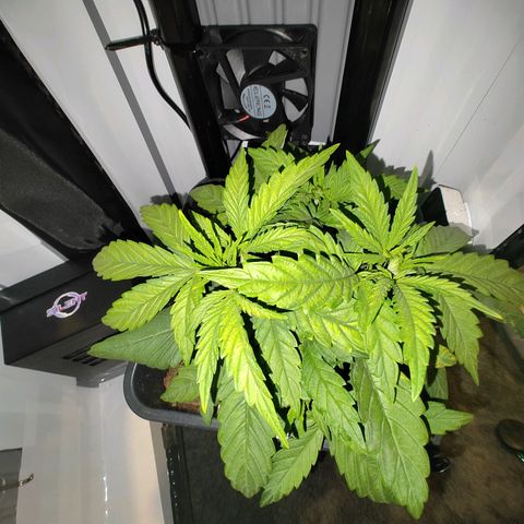Jamaican Dream growlog timeline photo