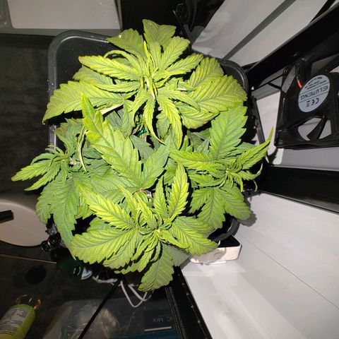 Jamaican Dream growlog timeline photo