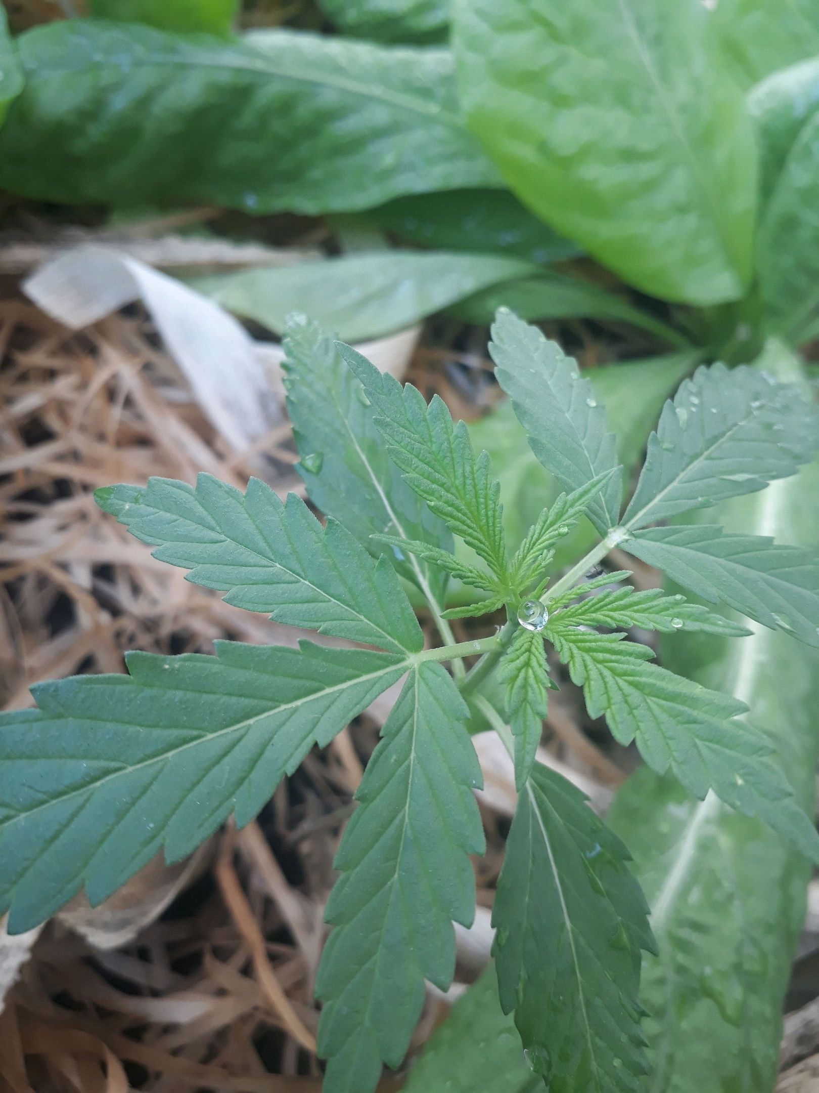 IndiKaya growlog header