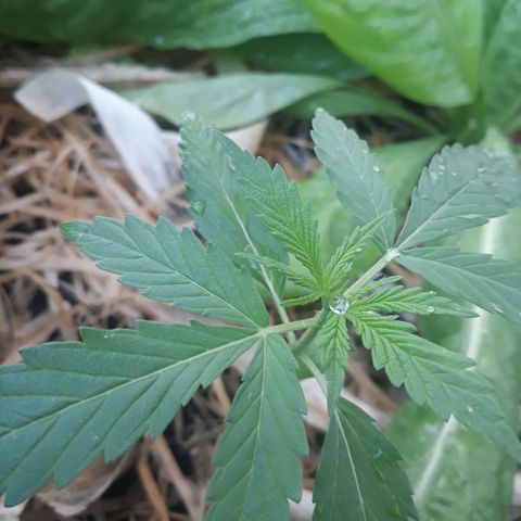 IndiKaya growlog photo