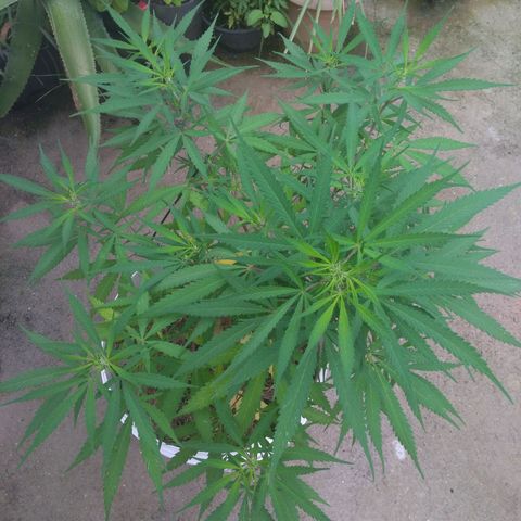 IndiKaya growlog photo