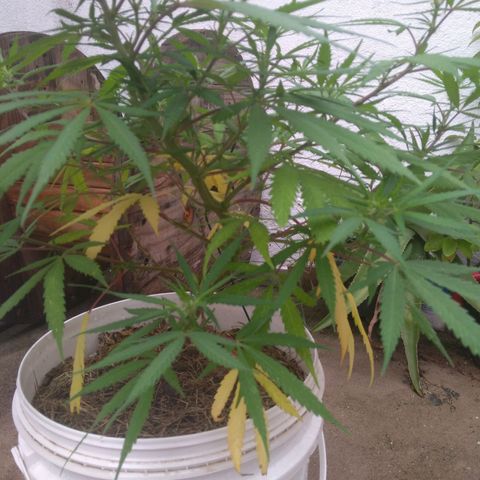 IndiKaya growlog photo