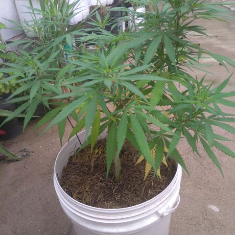 IndiKaya growlog photo