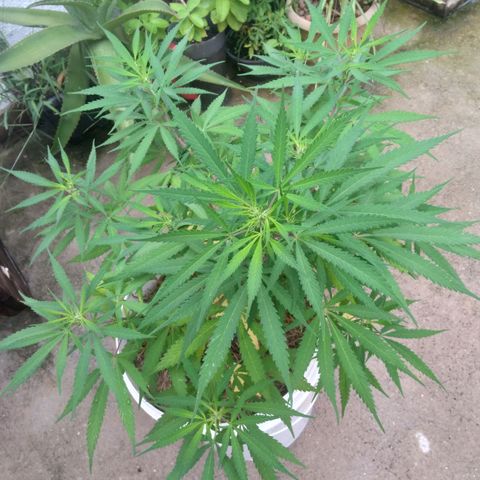 IndiKaya growlog photo