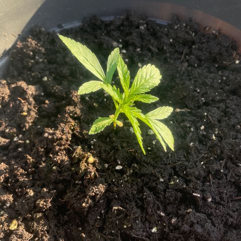 Sweet ZZ growlog photo: Zozzata