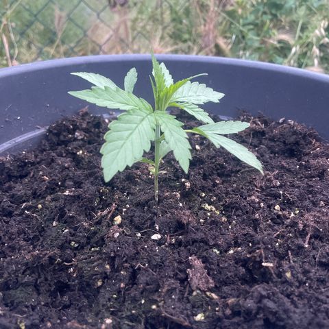 Sweet ZZ growlog photo: Ottima salute