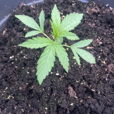 Sweet ZZ growlog photo: Ottima salute