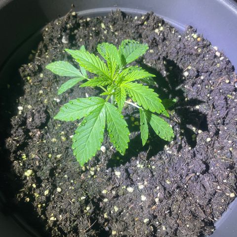 Sweet ZZ growlog photo: Ottima salute notturna