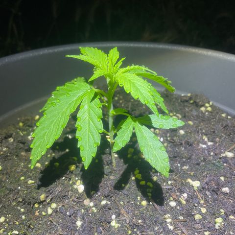 Sweet ZZ growlog photo: Ottima salute notturna