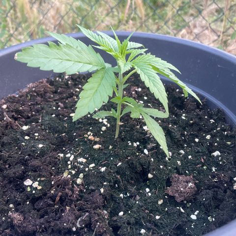 Sweet ZZ growlog timeline photo
