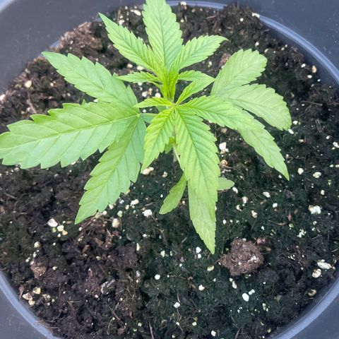 Sweet ZZ growlog timeline photo