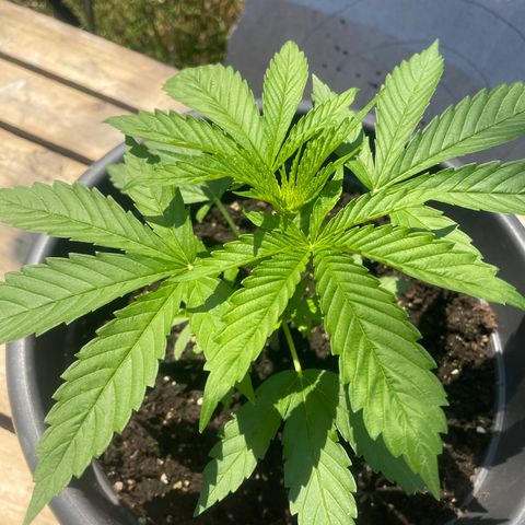 Sweet ZZ growlog timeline photo