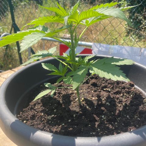 Sweet ZZ growlog timeline photo