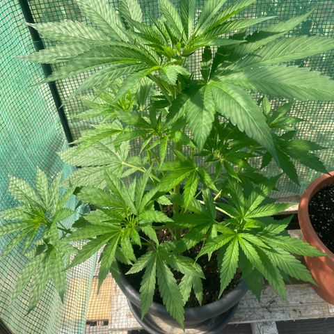 Sweet ZZ growlog timeline photo