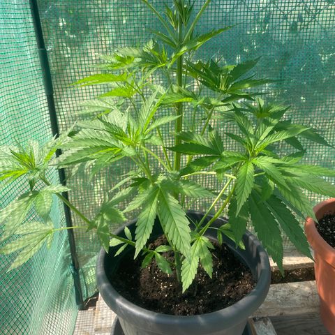 Sweet ZZ growlog timeline photo