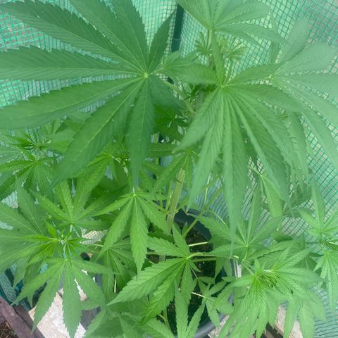 Sweet ZZ growlog timeline photo