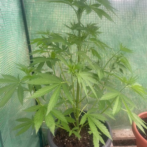 Sweet ZZ growlog timeline photo