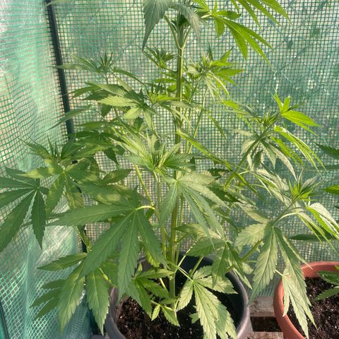 Sweet ZZ growlog timeline photo