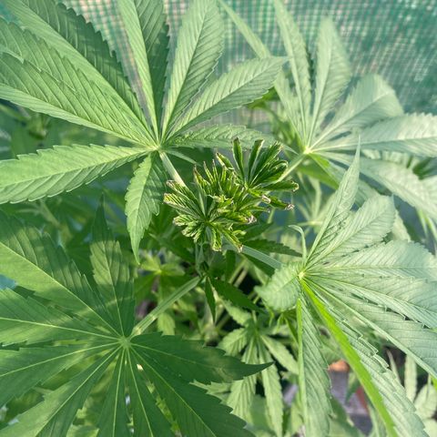 Sweet ZZ growlog timeline photo