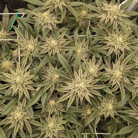 Shogun #1 growlog timeline photo