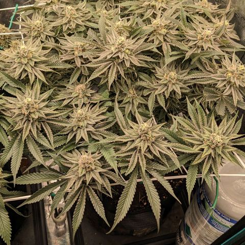 Shogun #1 growlog timeline photo