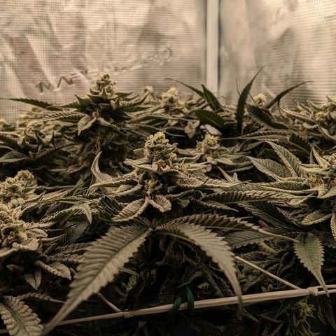Shogun #1 growlog timeline photo