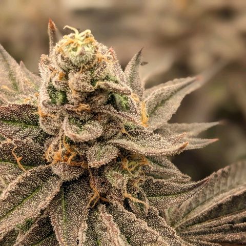 Shogun #1 growlog timeline photo