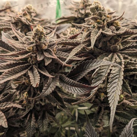 Shogun #1 growlog timeline photo