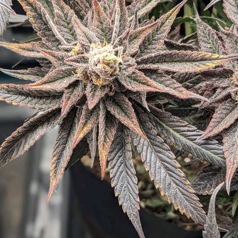 Shogun #1 growlog timeline photo