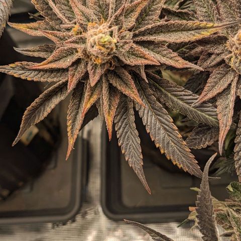 Shogun #1 growlog timeline photo