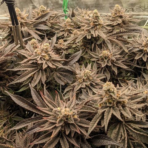 Shogun #1 growlog timeline photo