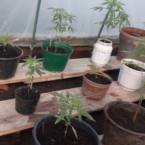 Punto rojo growlog photo: Terminamos de hacer el invernadero 