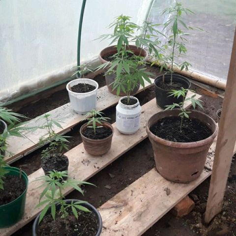 Punto rojo growlog timeline photo