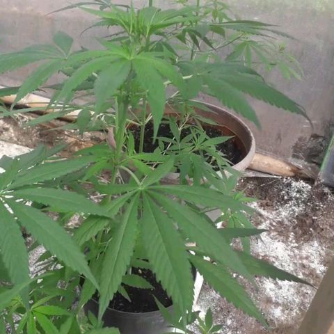 Punto rojo growlog timeline photo