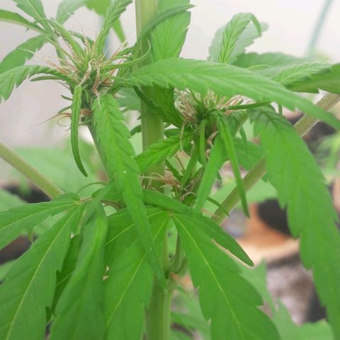 Punto rojo growlog photo: Inicio primeros pistilos